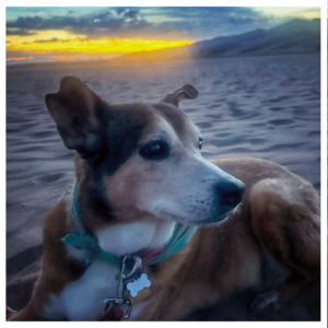 Dog lays on sand at Great Sand Dunes National Park around sunset